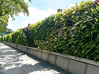 Y081 Vertical Green Wall